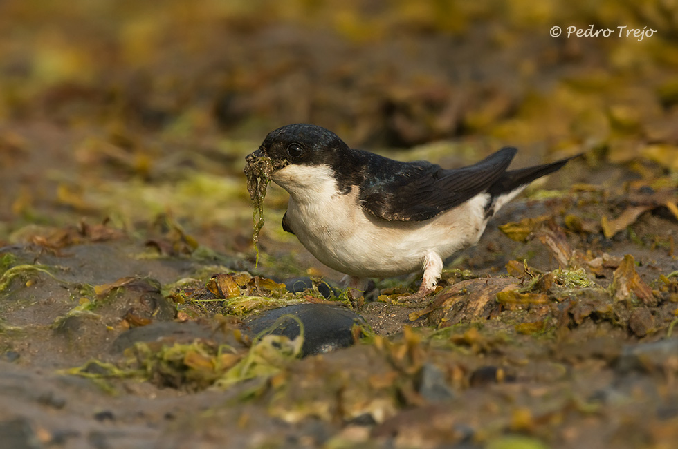 Avión común (Delichon urbicum)